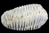 Cretaceous Fossil Oyster (Rastellum) - Madagascar #69647-2